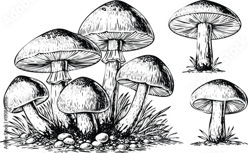 A detailed illustration of various mushrooms growing in a natural setting. Vector