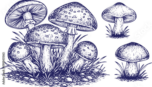 A detailed illustration of various mushrooms growing in a grassy environment. Vector