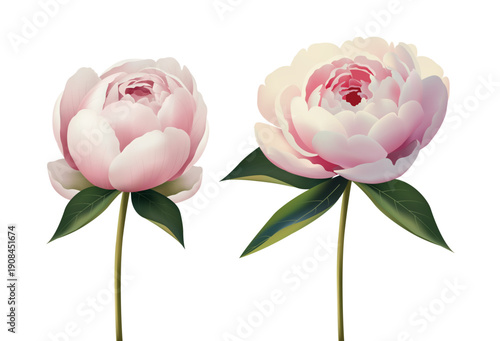Two peonies flat vector illustration. Pink and white gradient flowers, bloom and bud, isolated on white for social media and packaging