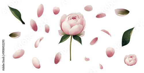 Deconstructed peony bud flat vector. Separated petals and leaves with pink to white gradients, isolated on white for design projects