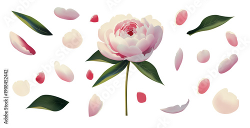 Peony bud parts and pieces. Flat style botanical elements, individual petals and leaves with soft gradients for crafting and packaging