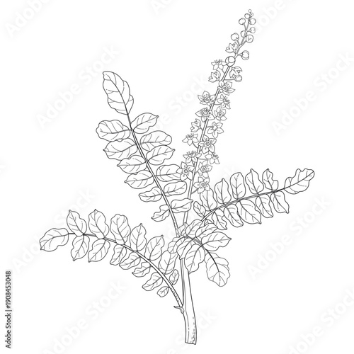 Outline twig of Boswellia sacra or frankincense with flowers and leaf in black isolated on white background.