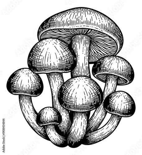 Hand drawn line art illustration of a mushroom cluster depicting wild fungi for nature and food concepts