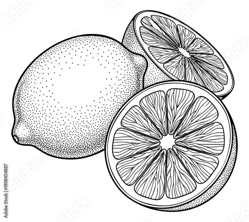 Hand drawn line art lemon fruit set featuring whole and sliced citrus for healthy food design