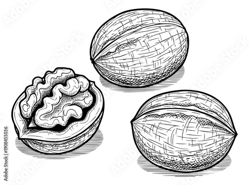 Hand drawn line art walnut set featuring whole and cracked nuts for food ingredient designs