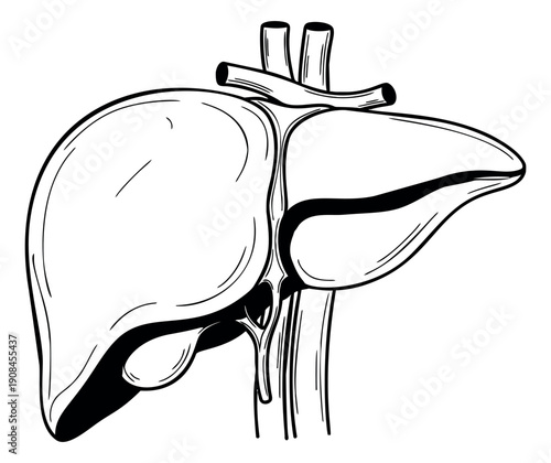 Hand drawn line art illustration of a human liver depicting internal organ anatomy for medical education