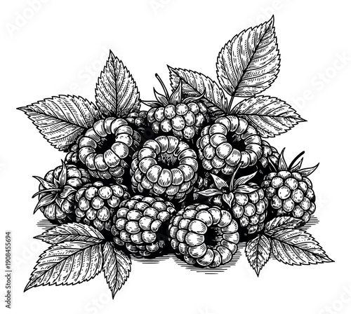 Hand drawn line art illustration of raspberries depicting a cluster of fresh berries and leaves for food packaging or natural product design