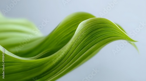 Close-up Macro View of Vibrant Green Leaf Veins and Texture.