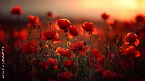 Field of vibrant red poppies illuminated by golden sunset light.