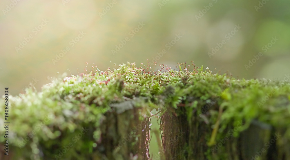 Fototapeta premium Beautiful green moss on a stump, moss in close-up, macro. Beautiful moss background for wallpaper. Selective focus