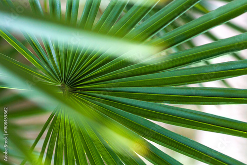 Close up of a hemp palm leave (Trachycarpus fortunei) for texture, background.