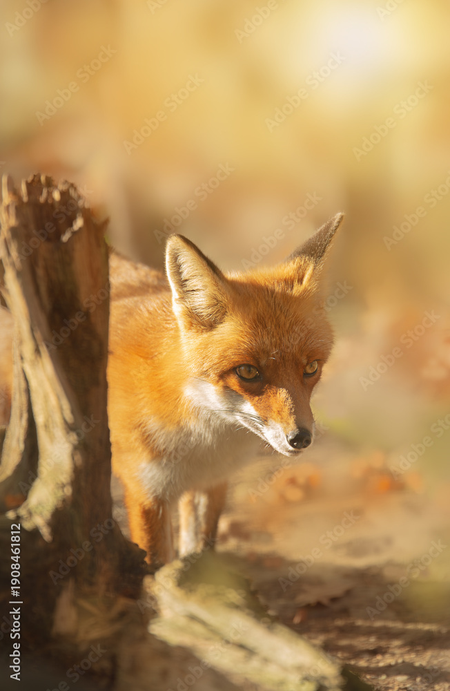 Fototapeta premium Curious red fox (Vulpes vulpes) peeking from behind a tree trunk in the golden autumn forest - wildlife portrait with soft natural lighting.