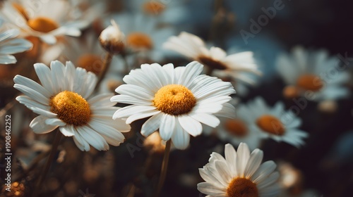 Close-up of delicate white daisies with vibrant yellow centers blooming in a garden.