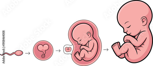 Stages of human fetal development from sperm to baby in pink and white embryo fetus