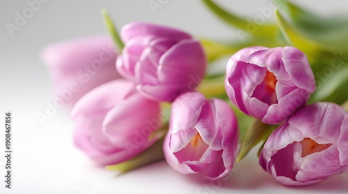 Beautiful Pink Tulips Bunch Soft Focus Background.