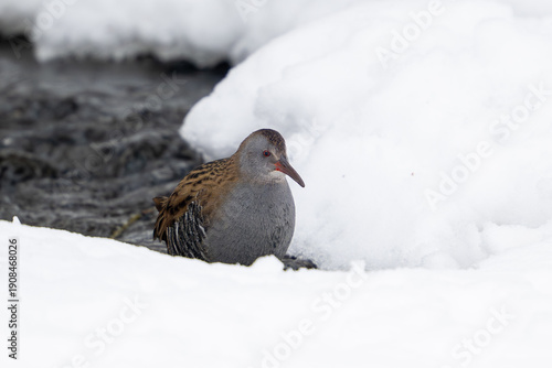 European water rail (Rallus aquaticus)