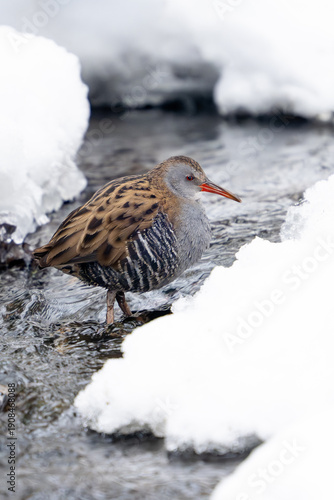 European water rail (Rallus aquaticus)