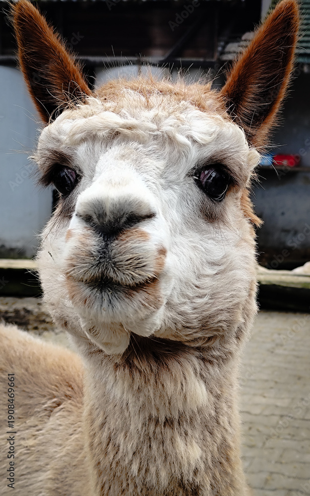 Fototapeta premium Close up portrait of cute alpaca looking at camera on farm