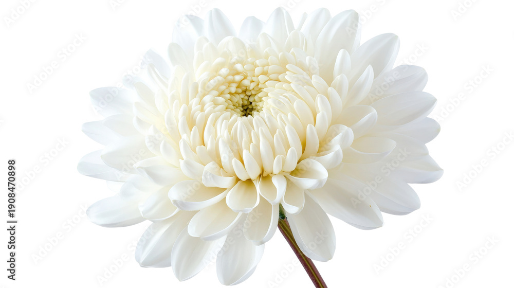 Fototapeta premium A white flower with a yellow center