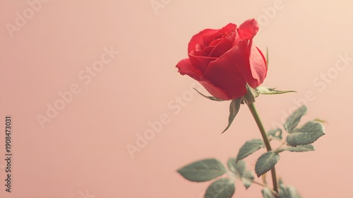 A Single Red Rose in Bloom Against a Soft Pink Background.