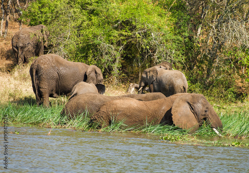 Photography Herd of elephants grazing along riverbank in sunny wilderness