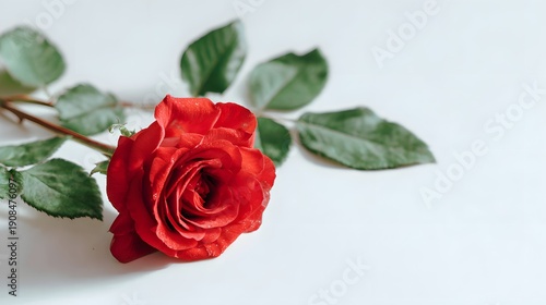 A Single Red Rose with Green Leaves on a White Background.