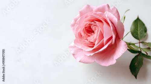 Delicate Pink Rose Bloom with Green Leaves on a White Background.