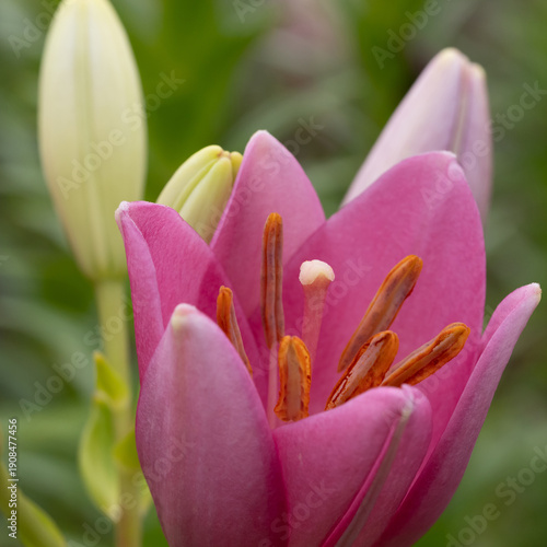 Bright pink lily shown in a garden setting with several buds. A close view hi...