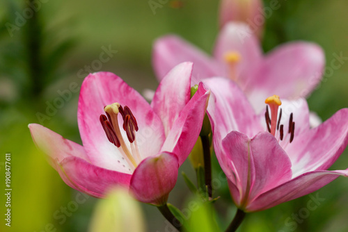 Bright pink lily shown in a garden setting with several buds. A close view hi...