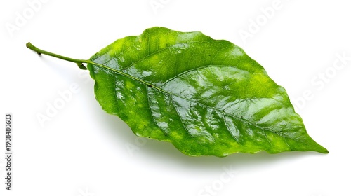 Vibrant Green Leaf Isolated on a Clean White Background.