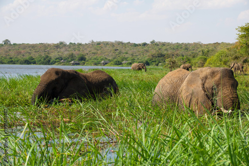 Photography African elephants resting and feeding in grassy wetland habitat