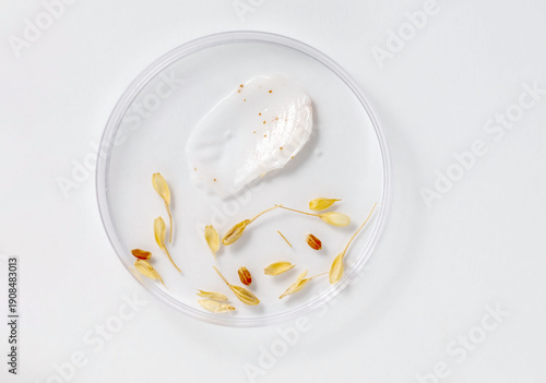 top view of petri cup with face cream smear and wheat grains . Beauty lab research.Natural ingredients