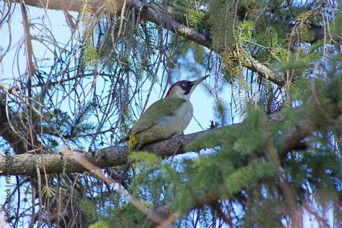  green woodpecker(Picus viridis) 
in the branches of the fir tree