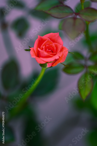 red rose with water drops