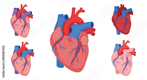 Anatomical hearts in varying colors depict circulatory system components