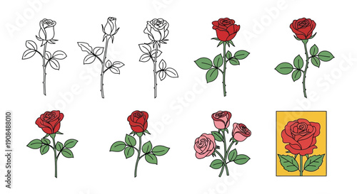 Stages of a rose blooming from bud to full blossom illustration