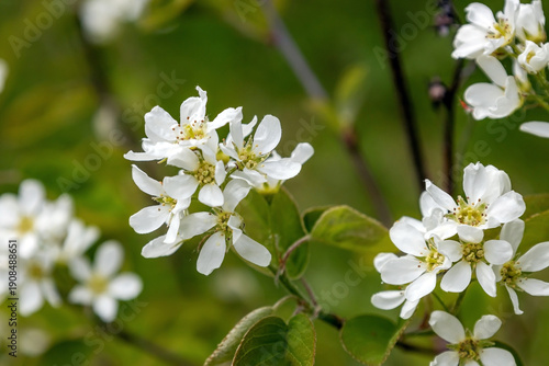  Branches of a flowering spiky irga on a green background.  The spring concept.