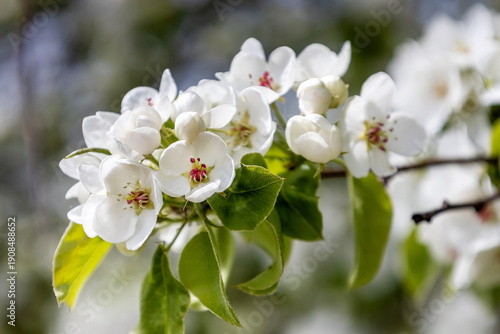 The spring concept. A branch of a blooming apple tree on a blurred background