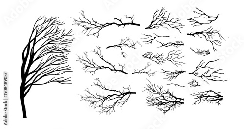 A set of tree branches . hand drawing. Not AI Vector illustration.