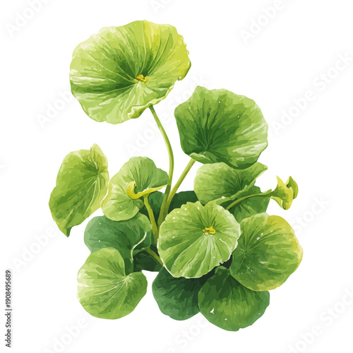 Isometric watercolor rendering of Gotu Kola, isolated on a clean white background.