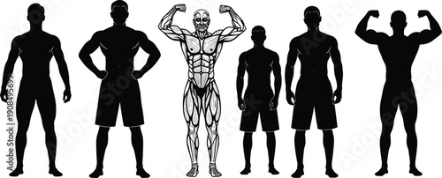 Vector illustration of male silhouettes and muscular anatomy body highlighting fitness, strength, human anatomy, bodybuilding, health, and educational design concepts