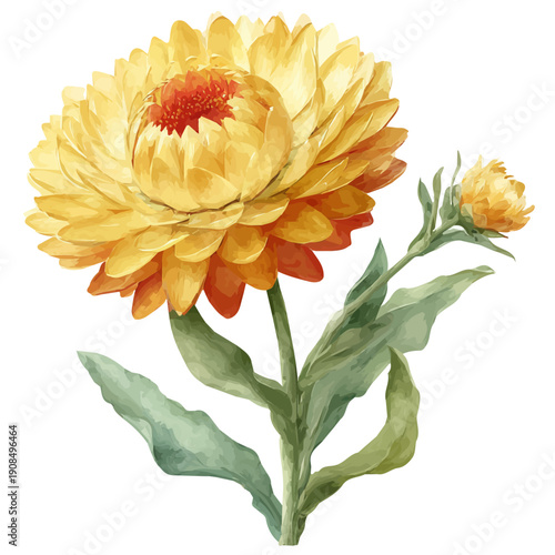 Isometric watercolor graphic of Helichrysum Strawflower, neatly isolated on white background.