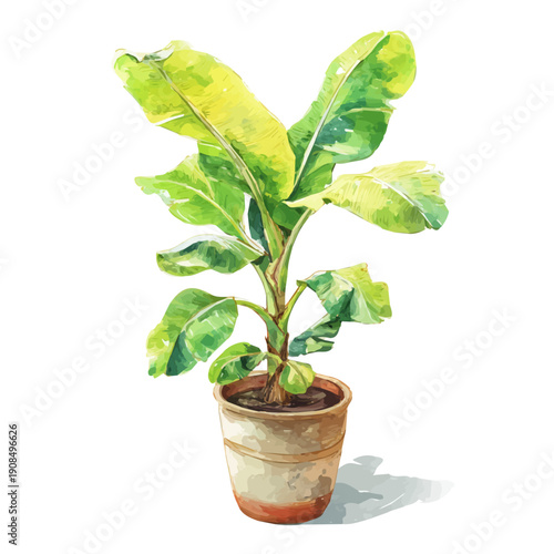Banana Plant illustrated in isometric watercolor style, isolated on white.