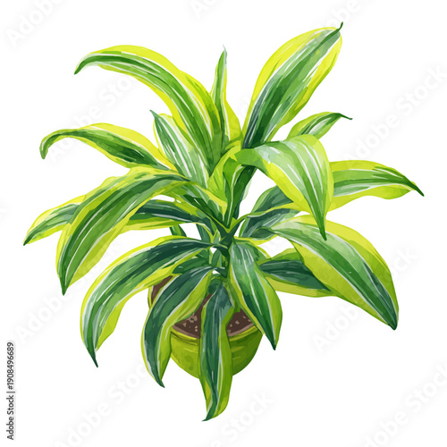 Isometric watercolor rendering of Lemon Lime Dracaena, isolated on a clean white background.