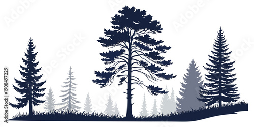 Majestic trees standing tall on a misty hillside in the forest