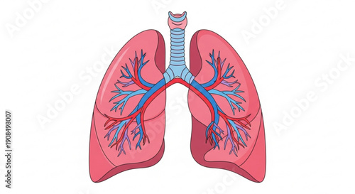 Human lungs with trachea and bronchi illustration
