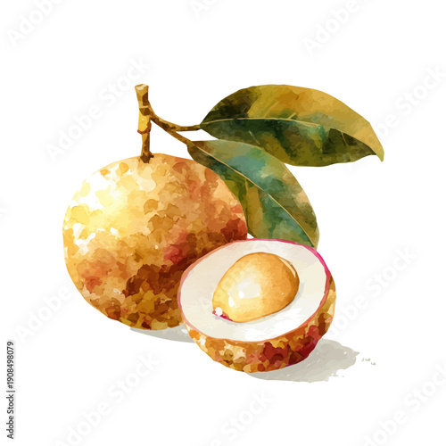 Watercolor isometric artwork featuring Longan, presented on white background.