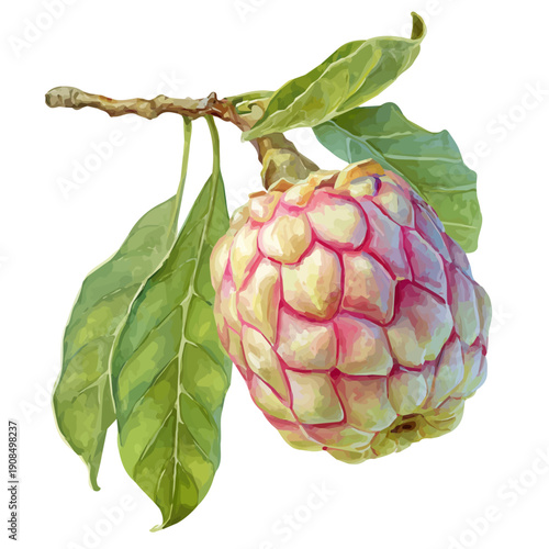 Custard Apple in detailed isometric watercolor art, isolated on a pure white backdrop.