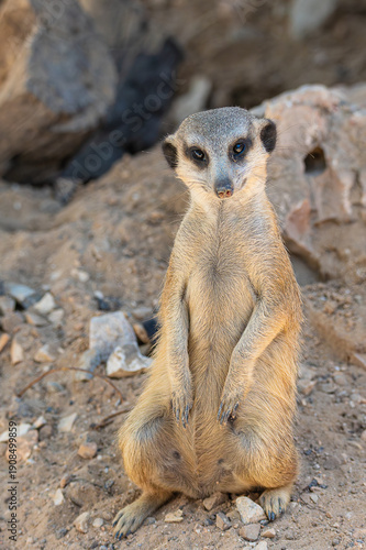 Meerkat sitting on the sand	
