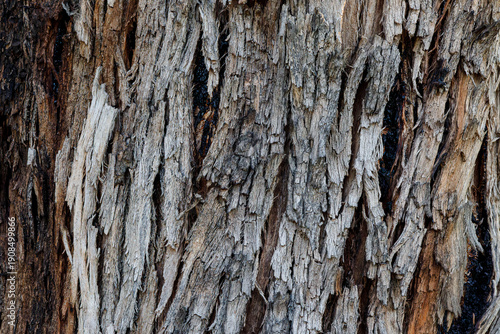 tree bark texture